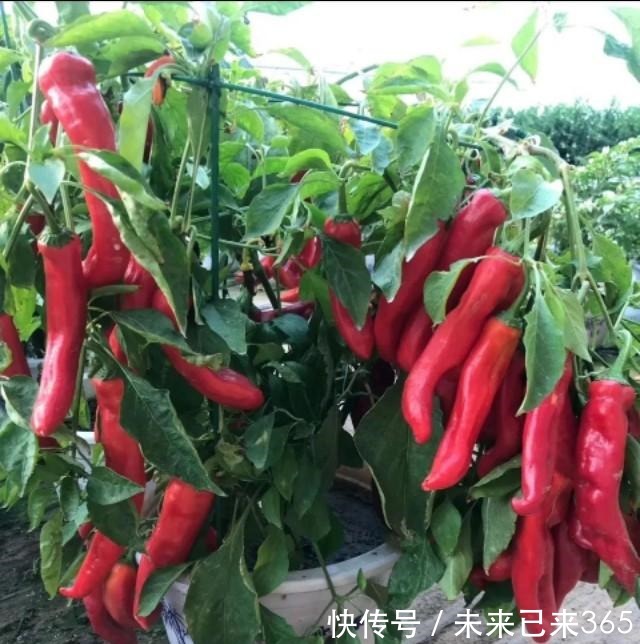 天天都吃的3种蔬菜,花盆油桶都能种,一夏天不用买,太省钱