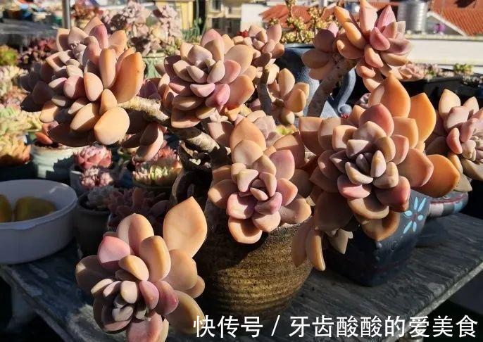这些多肉肥厚艳丽,养成老桩更惊艳,关键是养护还很容易