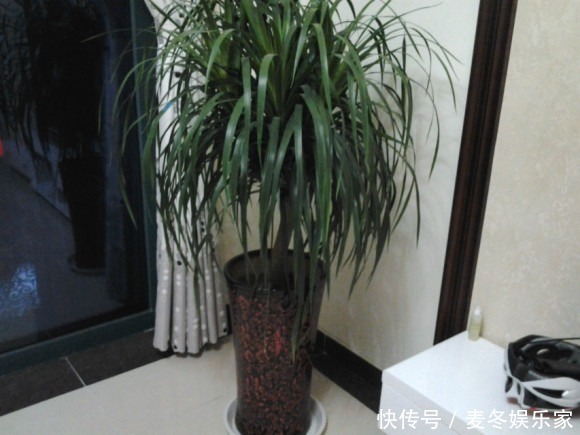 橡皮树|好花都是浇死的，10种常见花，浇水别太勤快！