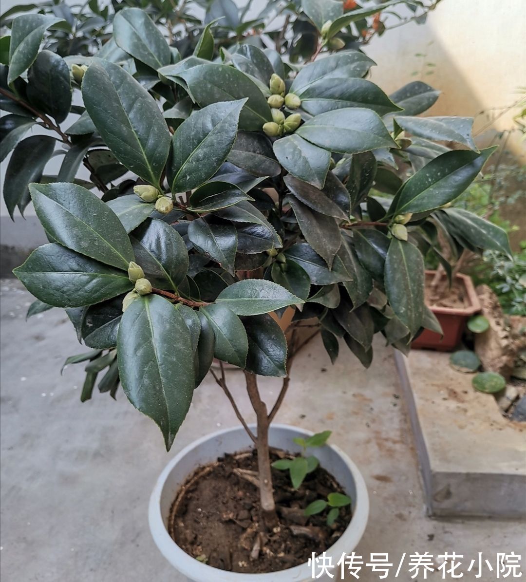 茶花|家里养2种花，6月以后切记别修剪，不然没花看