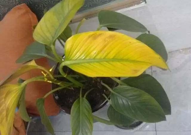 叶子|花草叶子发黄,10种原因最常见,第二种最常见!