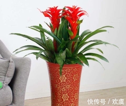 4种花好养易爆盆,四季繁花似锦,姿色艳丽