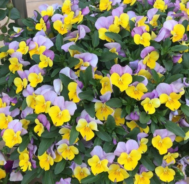 养护|春天就养5种花,好养又漂亮,花团锦簇,人见人爱!