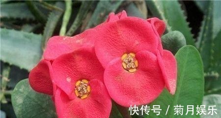 虎刺梅虎刺梅|春节过后家里阳台养此款花，满屋子飘香，花开满枝头，开花能手