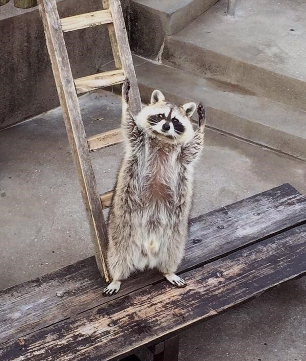 剪不剪|小长假不看点沙雕图怎么过!这世上竟有如此沙雕的手办!