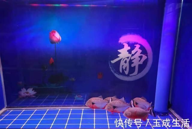 新手养鱼,会有一个非常统一的举动,不知道你有没有?