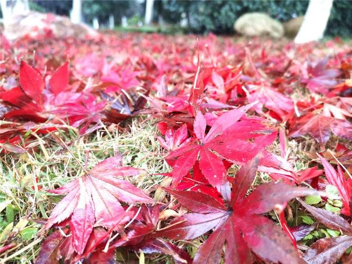 风景迷人|领略落叶之美 吉安城南市民广场冬季风景迷人