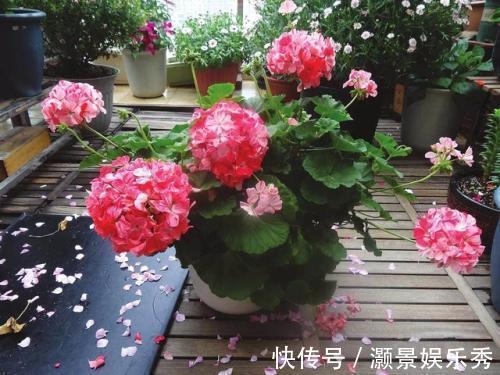 休眠|6种花淋雨就会“烂”,下雨最好放屋里,别忽视