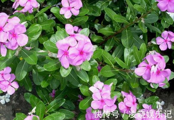 长春花|想让家里常年飘香,就养殖3种花卉,管理简单、易爆盆