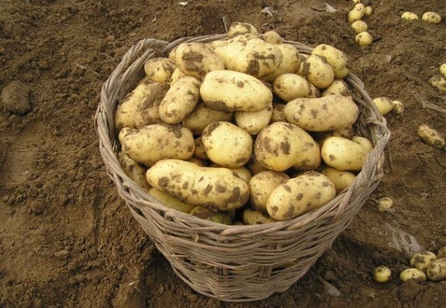 土豆发芽,吃掉还是扔掉之前做错了,快告诉家人,早知道早受益