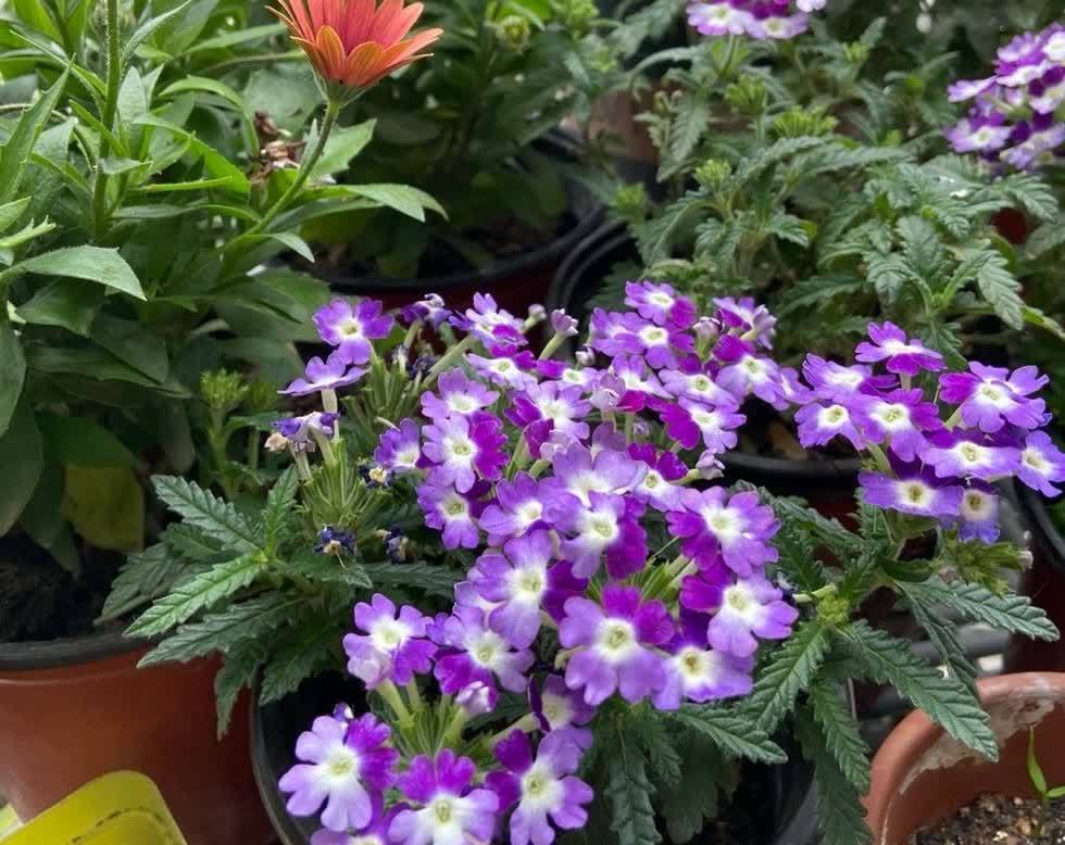 风雨兰风雨兰|集美貌与好养于一身的“3种花”,不怕高温暴晒,三天两头开花