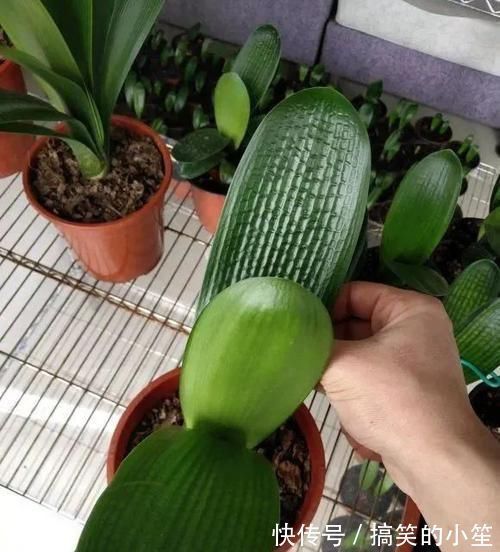 移栽|君子兰长了小苗不要随便碰,否则黄叶烂根