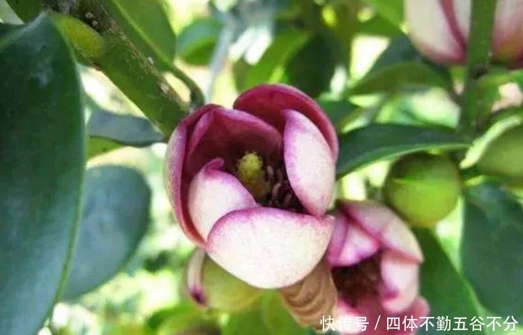 香气浓郁的几款花,全年开花不停,花色艳丽,花开枝繁叶茂