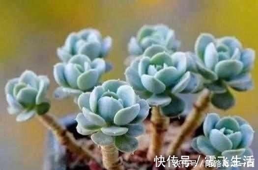 大年夜大年夜家|这6种多肉,不浇水都能爆盆,你能养死我不服!