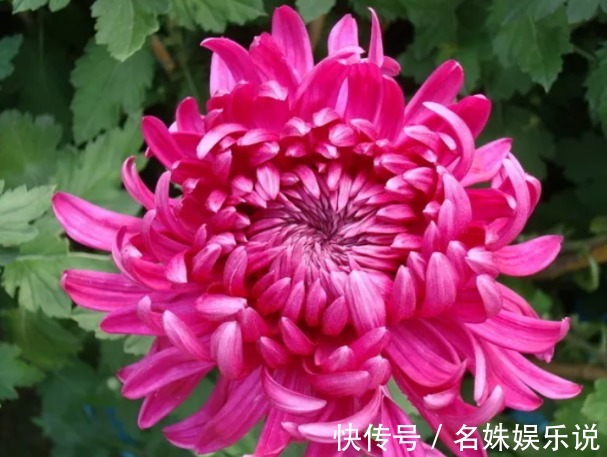 新手养花,就养花开150天,沾土既活的花卉,花语寓意良好!