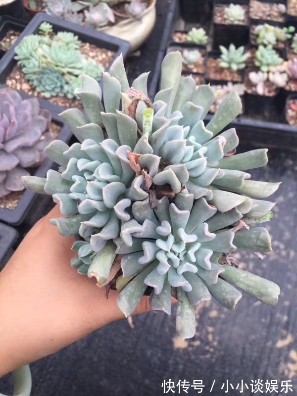 最容易度夏的10种多肉,全是大普货,皮实好养长得快!