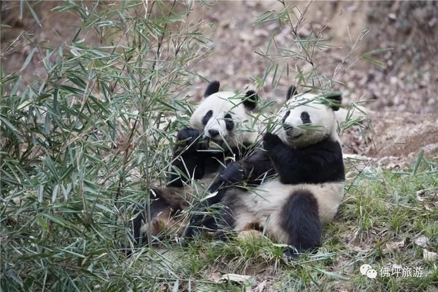 西安|静美佛坪 熊猫家园丨国庆小长假，来小城邂逅最美秋色!