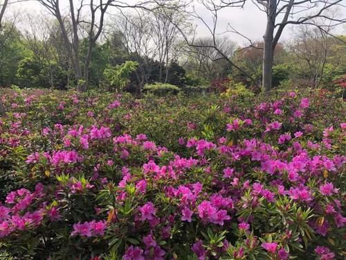 11月也有杜鹃花赏，滨江森林公园杜鹃花展今天开幕，引入新品种延长观赏期