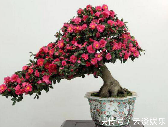 家中茶花生长慢,用上这“2物”,侧枝“直冒”,长成“大花灯”