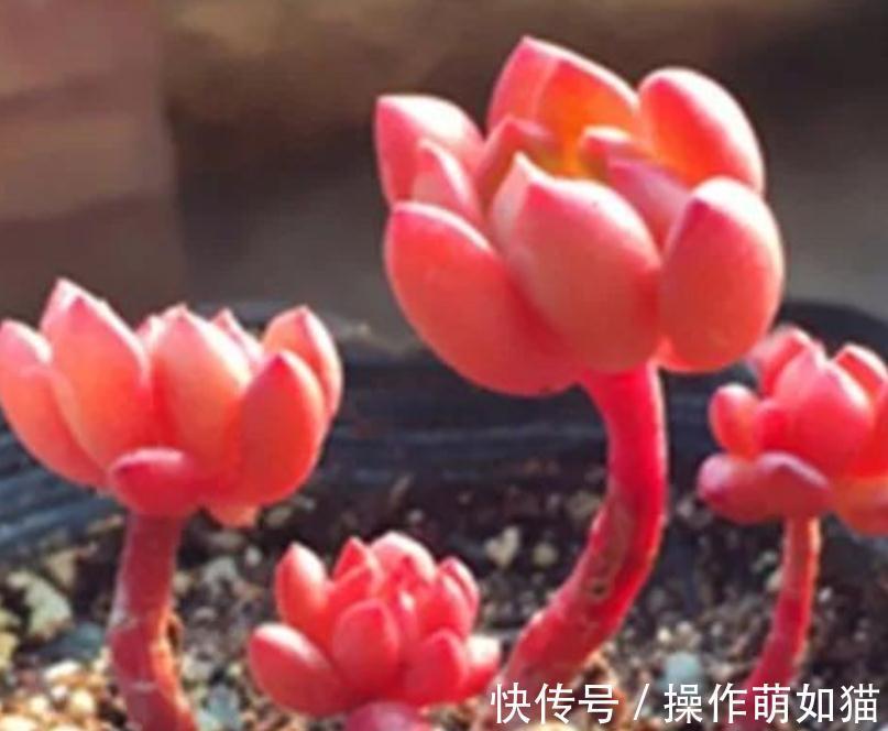 红稚莲|最受欢迎的几款多肉,你家种了吗,看后立刻被种草