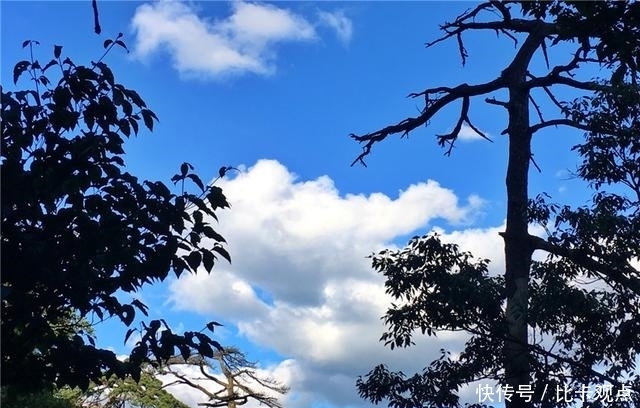 植物|天目山大树王国，全球仅存的五棵天目铁木都在这里