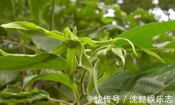 植物|农村常见的“香水树”，能散发出香味，药用价值极高