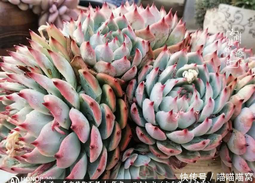 多肉|你是爱,是暖,是希望,你是人间四月天!