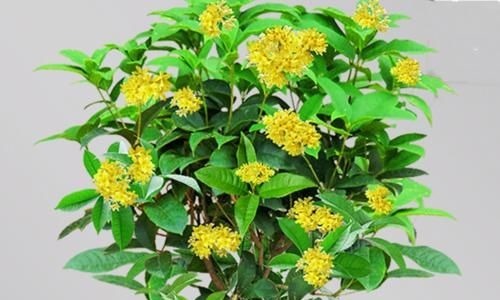 养花还不知道选啥？八种花从古到今一直受人喜欢，你家里有吗