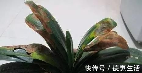 这16种花冬天越浇越死,3个月不管,反而长高个