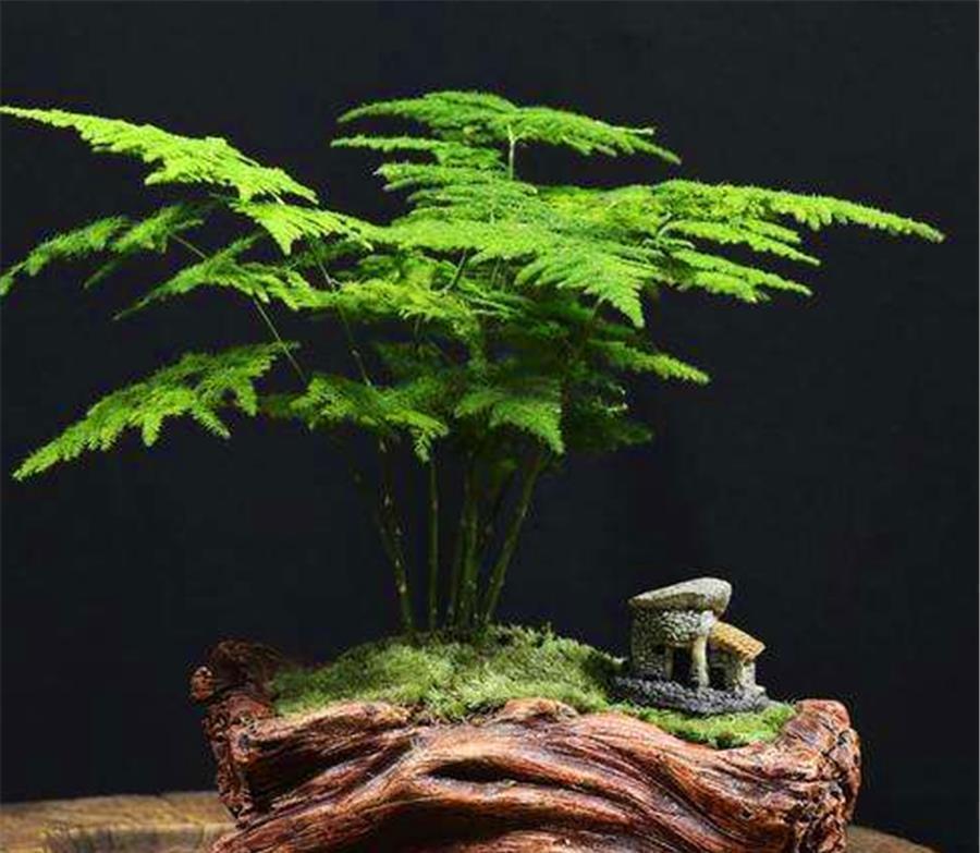 文竹|文竹有“3怕”,难怪叶子发黄还烂根,学会了四季常青,枝繁叶茂