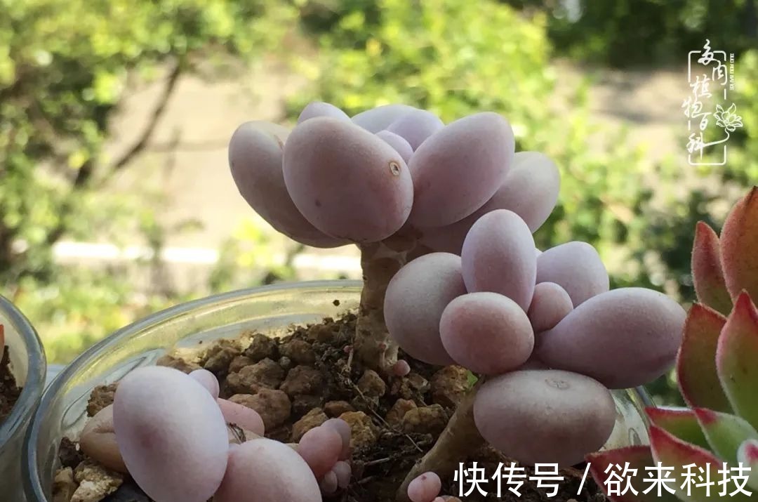 柴米油盐的日子,养几盆多肉吧,为生活添几抹色彩!