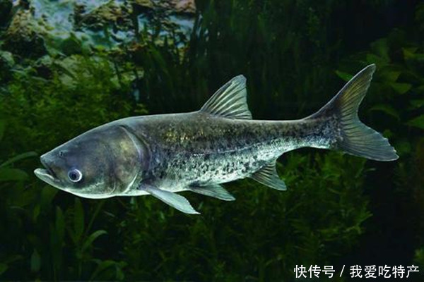 特产早知道——丹江口鳙鱼