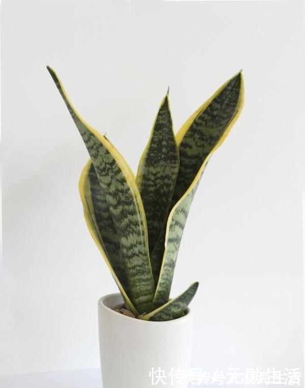 家里不够向阳,想养花怕养不好,那这几种花值得入手