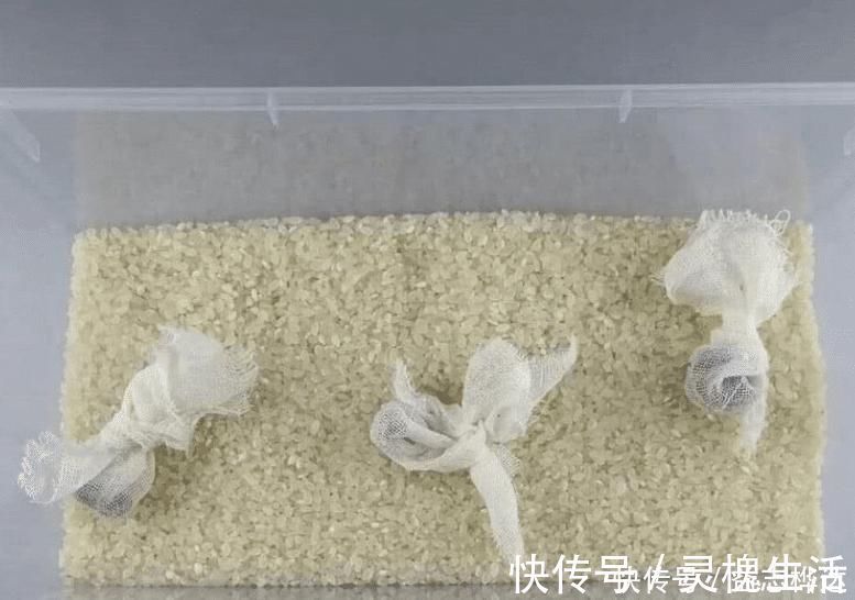 长虫|大米买多了，保存方法很简单，1年不霉不长虫，刚学会，涨知识了