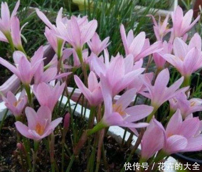 4种花超漂亮的,沾土就活,开花又大又艳,适合新手入手