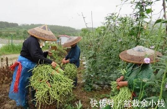 “南菜北运”缓解供应，价格却涨6倍，12元一斤直追菠菜，太疯狂