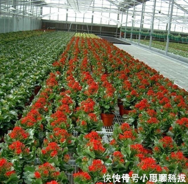 施肥|长寿花,用2个“窍门”,叶片就像“猪耳朵”,花儿紧凑上千朵