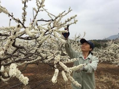 老年|美极了！南雄邓坊万亩李花迎春绽放