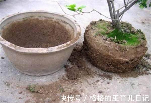 分享几个小窍门，让家里的绿植长得枝繁叶茂，净化空气效果更好