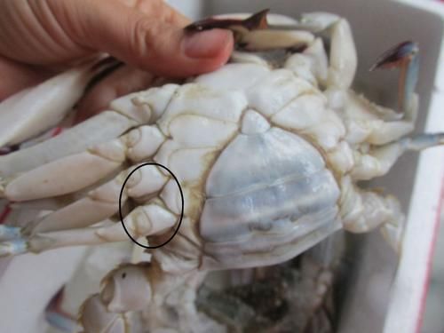  挑选螃蟹有技巧，不管公母，只要这2点对了，螃蟹膏满肉肥特好吃
