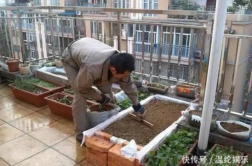 邻居竟在楼顶搭建一个菜园,真让人哭笑不得,这菜能吃吗