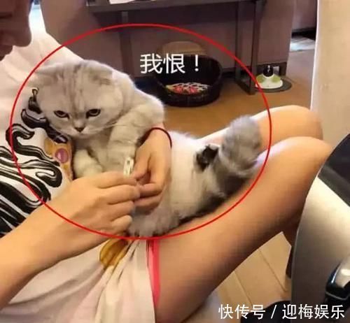 猫指甲一剪就碎怎么回事