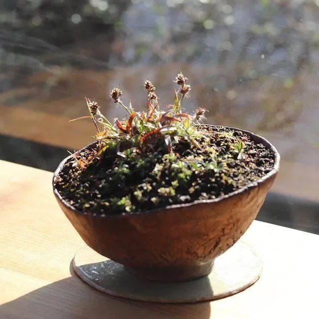 山野草，也高雅！