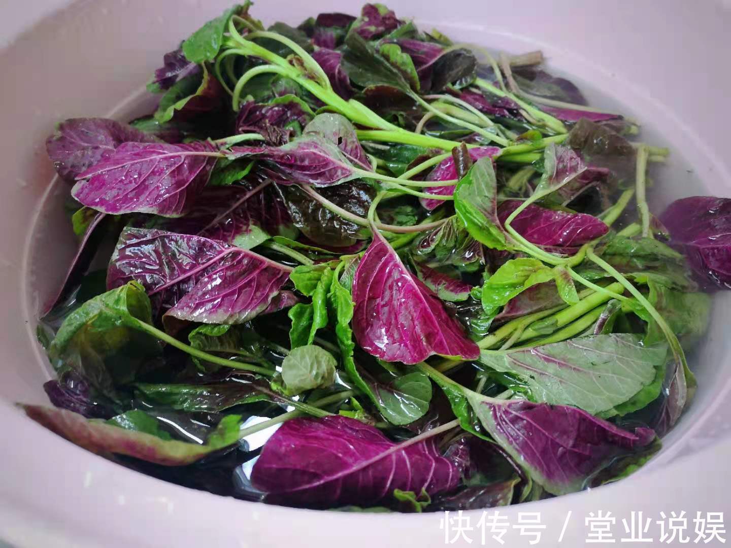 夏天|这菜可真是“一宝”，夏天吃最好，清热解暑，利尿除湿，不吃可惜