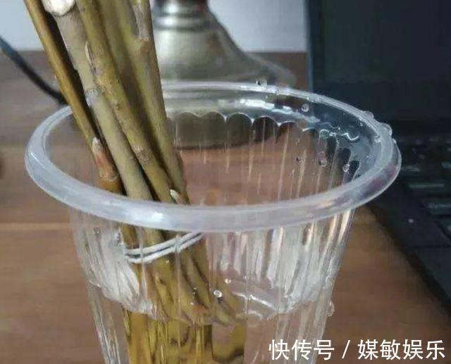 山东大叔养花,什么“肥料”也不施,就浇“1种液体”,长得好!