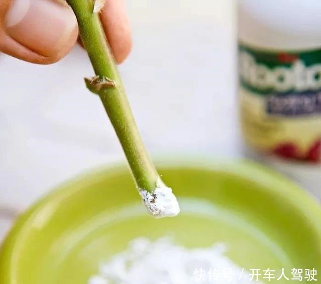 植物扦插繁殖的时候学会这几招，很容易生根发芽，你学会了哪种！
