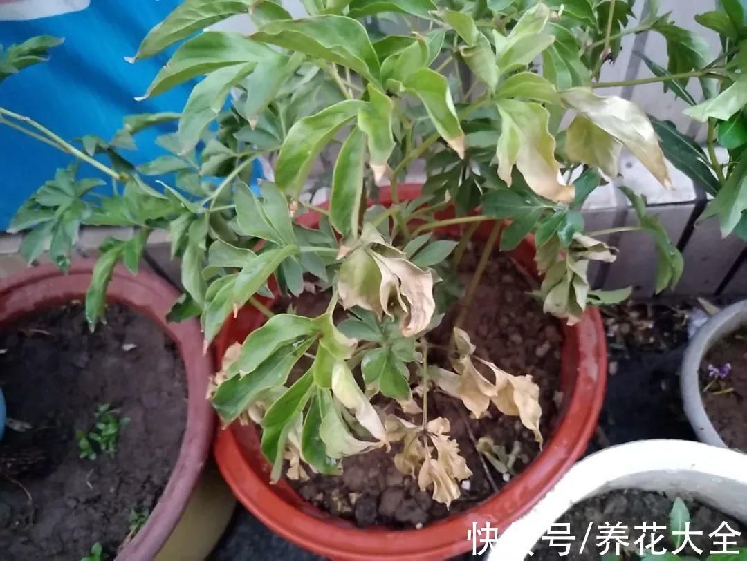 枝叶|7种花冬天会假死,叶子掉光不要扔,明年还能大爆花