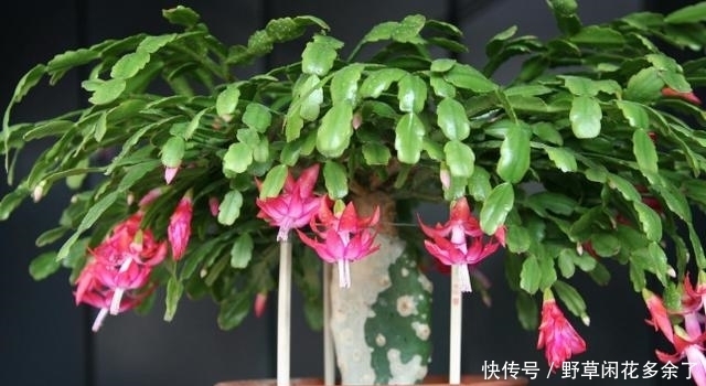 养花就像培育孩子成才，早点找出问题纠正坏习惯，才能长得好