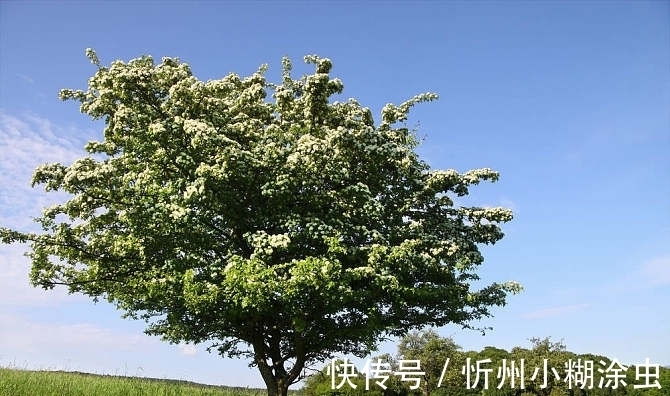 果实|路边的杂草“接骨草”外表美观,香气清新,具有药用价值