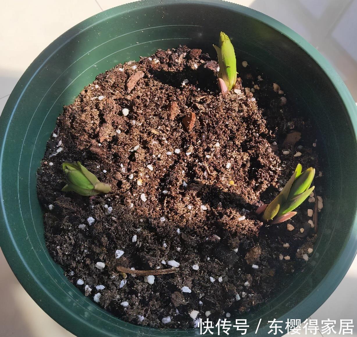 残花|百合花开完后这样“处理”，简单又方便，来年接着开花，更漂亮